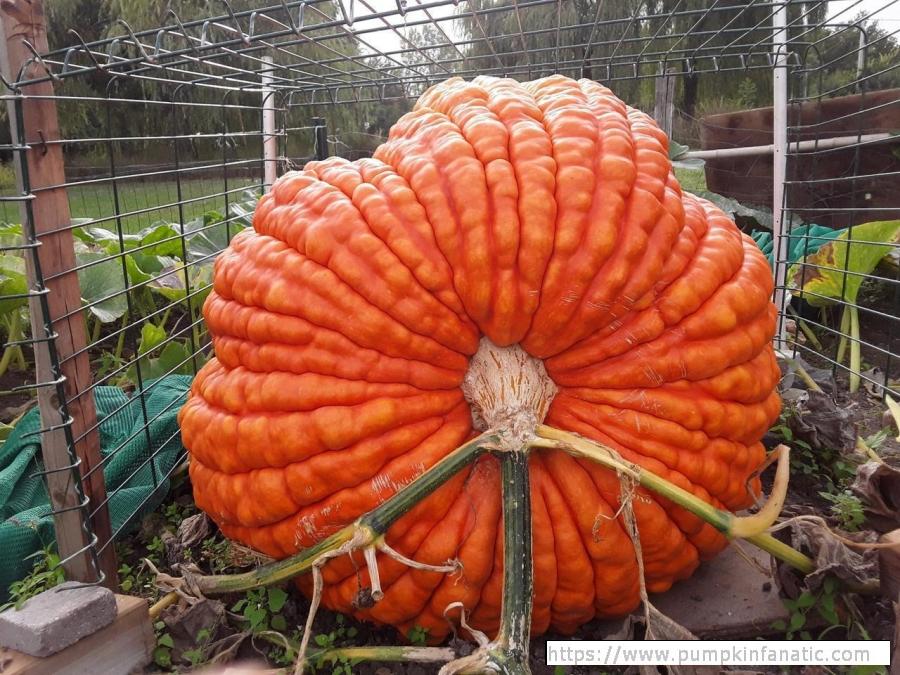 fruitImages/627 Derouin 2023.jpg